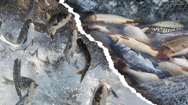 活鱼运输使用麻醉剂?重庆市场监管局发布通告 对涉事市场展开突击执法