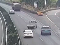 错过出口急停变道 司机被处罚