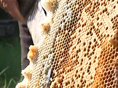 8个月婴儿喝蜂蜜水 因肉毒杆菌芽孢中毒