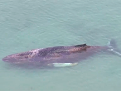 德国波罗的海沿岸座头鲸搁浅救援持续