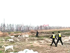 无人机"空中寻羊"35只羊失而复得