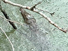 上海普陀一河道有鳄鱼出没?记者实地探访揭开真相
