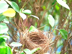 高三学生求拆除噪鹃鸟巢 校长拒绝全网点赞