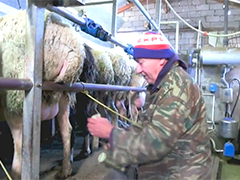 希腊羊痘疫情致近50万牲畜被扑杀 羊奶酪产业面临考验