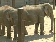 美国一动物园因"大象越狱"推迟开园时间