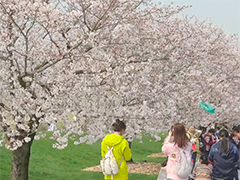 染井吉野樱姗姗来迟 赏樱季拉动春日消费
