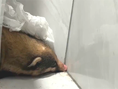 便利店闯入猪獾 专业人员实施抓捕