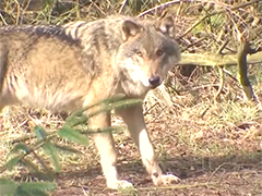 德国发生近30年来首起狼咬人事件