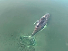 德国搁浅座头鲸第四度受困救援行动仍在持续