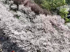 春光正好 各地春日经济呈现新活力