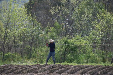 我国主产区小麦苗情长势向好