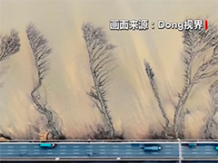 浙江嘉绍大桥下潮水雕出奇幻"潮汐树"