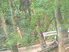 79岁内地男子爬山时失踪 3天后被找到