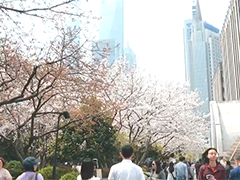 上海清明假期接待游客超739万人次 同比增长5.64%