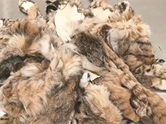 旅客违规携40张动物皮毛进境 被海关查获