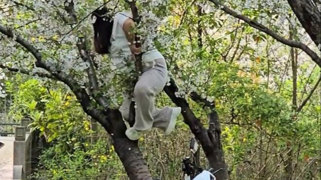 爬树拍照压垮20年樱花树