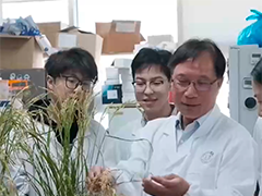 我国科学家破解水稻高产抗病育种难题 水稻高产稳产再添保障