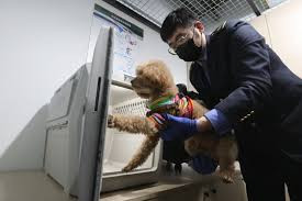 11座车站 50趟动车新增宠物托运服务