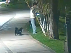 宠物狗"立大功"外卖小哥勇救落水者