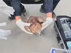 新疆哈密 民警救助一只国家二级保护动物普通鵟