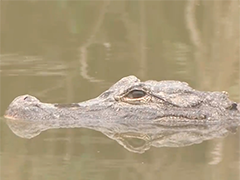 上海东滩湿地公园扬子鳄结束冬眠外出活动