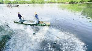 西湖投放漂白粉 如何平衡生态保护和美景培育?西湖生态链稳定 今年荷花最快五月开放