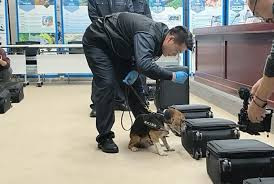 《口岸重点管控外来物种名录》发布