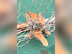 小猫被困足球门网 老师出手成功解救