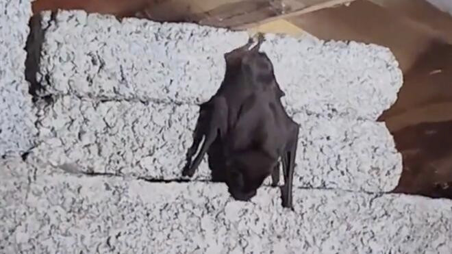 蝙蝠飞进家 居民徒手捕捉后感染病毒