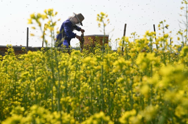 全国春播进展顺利 意向面积总体稳定