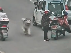 江苏南通辅警下班途中"偶遇"走失犬 细心负责助其回家