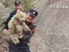 新疆阿勒泰 边境派出所解救被困幼年棕熊