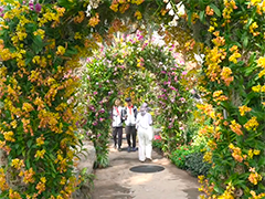 上海国际花卉节 辰山植物园打造春日秘境 1.7万株珍奇兰花亮相