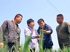 稳面积 提单产 夯实粮食稳产丰产基础