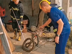 贵州晴隆 眼镜王蛇溜进村民家 消防成功捕获