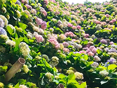 上海青浦"乡遇东厍"绣球花节"五一"假期开启