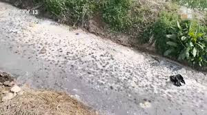 江苏徐州新屋村非法排污事件调查 一渠污水向田流