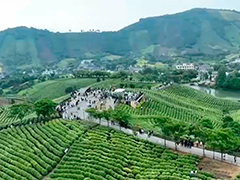 【文化中国行】一叶连古今 一茶和天下