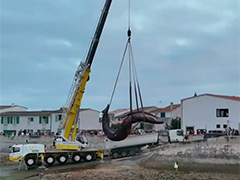 法国雷岛海滩惊现搁浅死亡的长须鲸