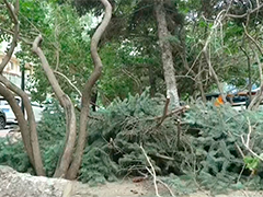哈尔滨 清理倒伏树木 修缮房屋