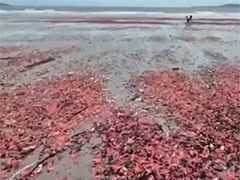 泰国一海岸现"奇观" 大量粉红海参搁浅
