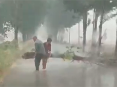 河南驻马店 大树倾倒阻路 六旬夫妻冒雨清障