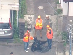 日本东京以北城市首现"熊踪" 动物园工作人员使用麻醉枪捕获