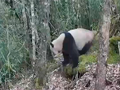 【美丽中国行】泥巴山上架起"熊猫廊道"