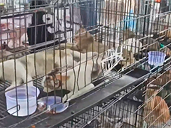 越南警方捣毁盗猫团伙 解救约400只宠物