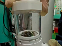 海关口岸首次截获外来生物刺螫库蠓