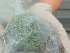 广西三名携带活体珊瑚入境人员被拦截