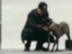 民警坠楼负伤 缉毒犬苦等半年