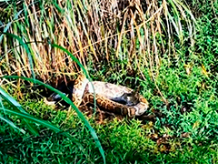 广西来宾 巨蟒捕食山羊 消防员抓捕除患