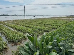 广西横州 茉莉花产业遭重创 保险兜底灾后重建